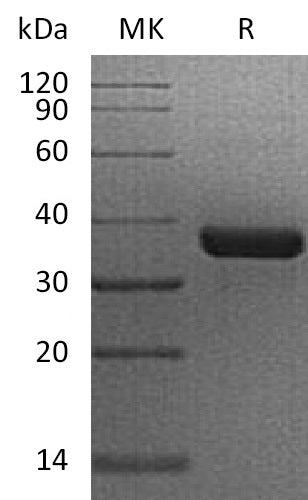 BL-0258NP: Greater than 95% as determined by reducing SDS-PAGE. (QC verified)