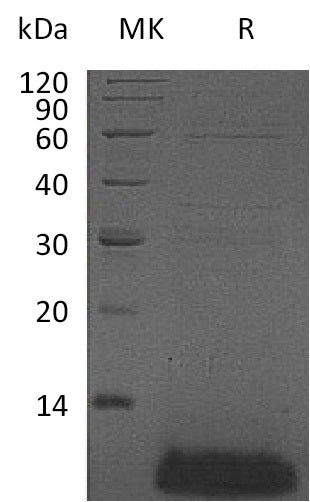 BL-2624NP: Greater than 95% as determined by reducing SDS-PAGE. (QC verified)