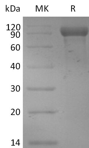 BL-2726NP: Greater than 95% as determined by reducing SDS-PAGE. (QC verified)Recombinant Mouse HER3 Protein (C-6His)
