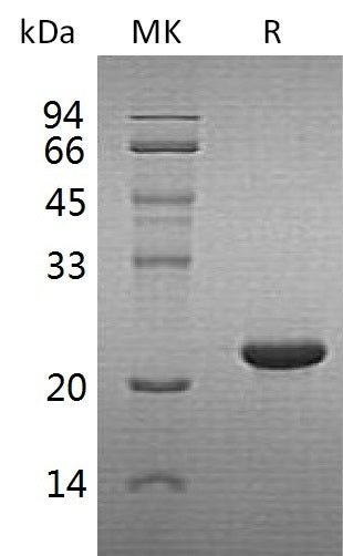 BL-1254NP: Greater than 90% as determined by reducing SDS-PAGE. (QC verified)