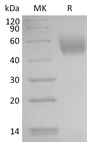 BL-2835NP: Greater than 95% as determined by reducing SDS-PAGE. (QC verified)