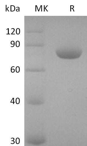 BL-2834NP: Greater than 95% as determined by reducing SDS-PAGE. (QC verified)Recombinant Human Nectin-2 Protein (C-Fc)