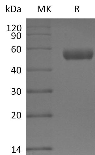 BL-2650NP: Greater than 95% as determined by reducing SDS-PAGE. (QC verified)