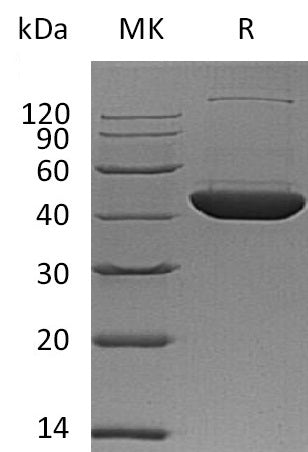 BL-1255NP: Greater than 95% as determined by reducing SDS-PAGE. (QC verified)
