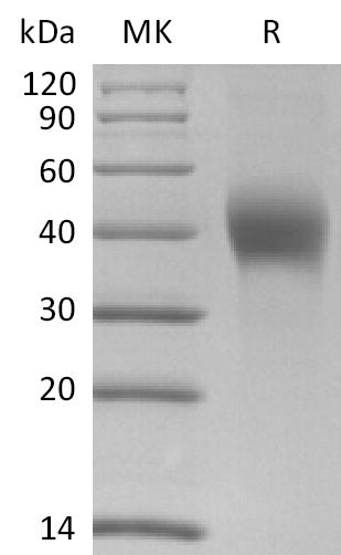 BL-2720NP: Greater than 95% as determined by reducing SDS-PAGE. (QC verified)