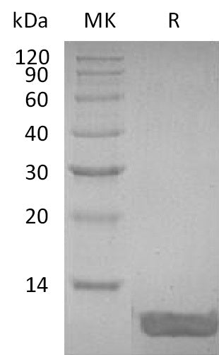 BL-2635NP: Greater than 95% as determined by reducing SDS-PAGE. (QC verified)Recombinant Human DEFB4 Protein