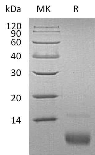 BL-1803NP: Greater than 95% as determined by reducing SDS-PAGE. (QC verified)