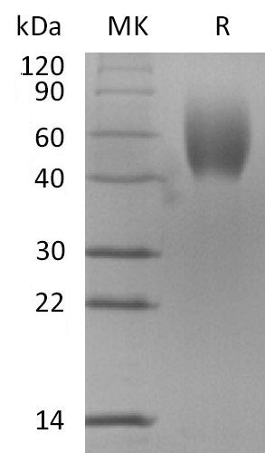BL-2756NP: Greater than 95% as determined by reducing SDS-PAGE. (QC verified)