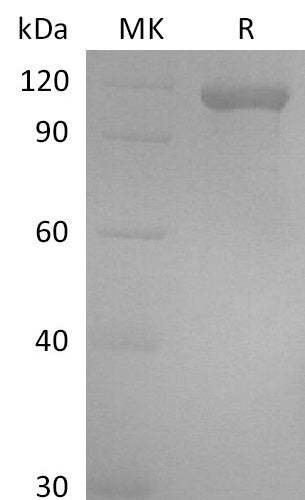 BL-2508NP: Greater than 95% as determined by reducing SDS-PAGE. (QC verified)Recombinant Human GAS6 Protein (C-Fc)