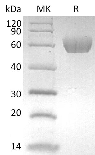 BL-2591NP: Greater than 95% as determined by reducing SDS-PAGE. (QC verified)