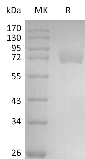 BL-2836NP: Greater than 95% as determined by reducing SDS-PAGE. (QC verified)Recombinant Human Siglec-6 Protein (C-Fc)