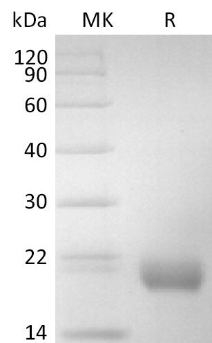 BL-2838NP: Greater than 95% as determined by reducing SDS-PAGE. (QC verified)