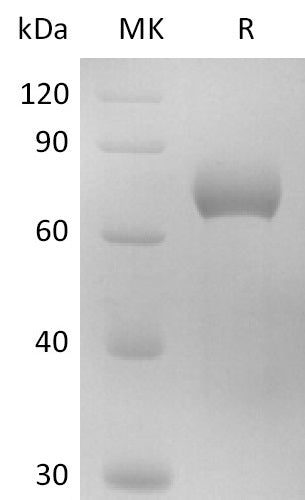 BL-2737NP: Greater than 95% as determined by reducing SDS-PAGE. (QC verified)
