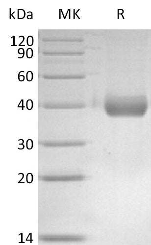 BL-2751NP: Greater than 95% as determined by reducing SDS-PAGE. (QC verified)
