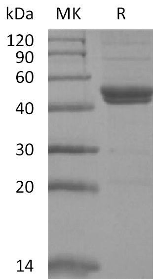 BL-2639NP: Greater than 95% as determined by reducing SDS-PAGE. (QC verified)