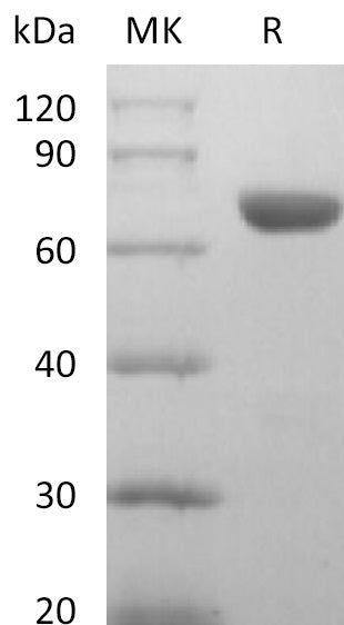 BL-2781NP: Greater than 95% as determined by reducing SDS-PAGE. (QC verified)