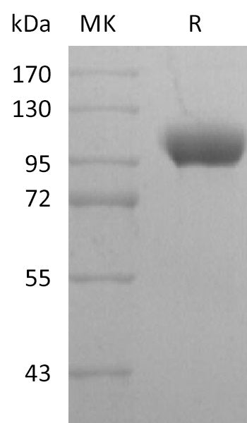BL-2549NP: Greater than 95% as determined by reducing SDS-PAGE. (QC verified)
