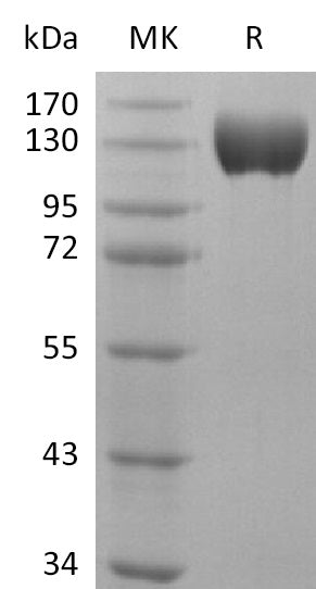 BLS-0997NP: Greater than 95% as determined by reducing SDS-PAGE. (QC verified)Recombinant Human ACE-2 Protein (C-Fc)