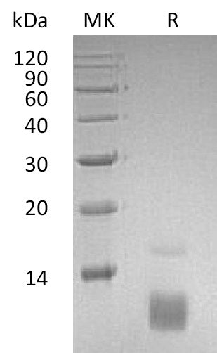 BL-1787NP: Greater than 95% as determined by reducing SDS-PAGE. (QC verified)