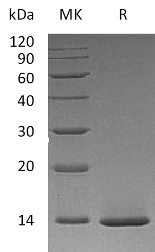 BL-1701NP: Greater than 95% as determined by reducing SDS-PAGE. (QC verified)