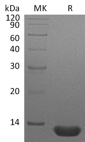 BL-1737NP: Greater than 95% as determined by reducing SDS-PAGE. (QC verified)