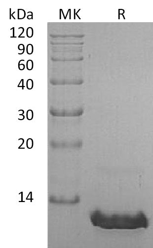 BL-1788NP: Greater than 95% as determined by reducing SDS-PAGE. (QC verified)