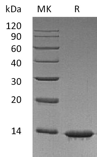 LEP-1357NP: Greater than 95% as determined by reducing SDS-PAGE. (QC verified)Recombinant Human Leptin Protein