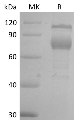 BL-2614NP: Greater than 95% as determined by reducing SDS-PAGE. (QC verified)