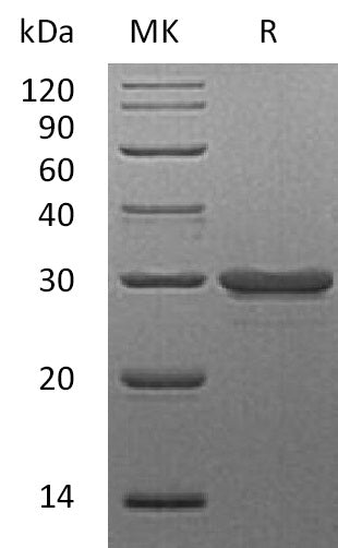 BL-2021NP: Greater than 95% as determined by reducing SDS-PAGE. (QC verified)