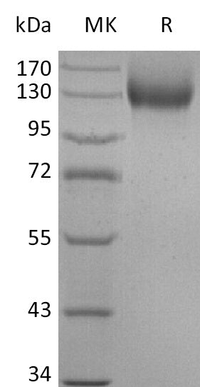 BL-2519NP: Greater than 95% as determined by reducing SDS-PAGE. (QC verified)