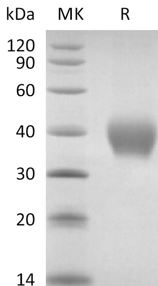 BL-2706NP: Greater than 95% as determined by reducing SDS-PAGE. (QC verified)Recombinant Rhesus Macaque TNF RII Protein (C-6His)