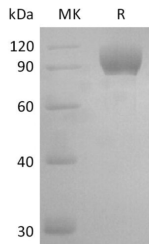 BL-2766NP: Greater than 95% as determined by reducing SDS-PAGE. (QC verified)Recombinant Mouse AXL Protein (C-Fc)