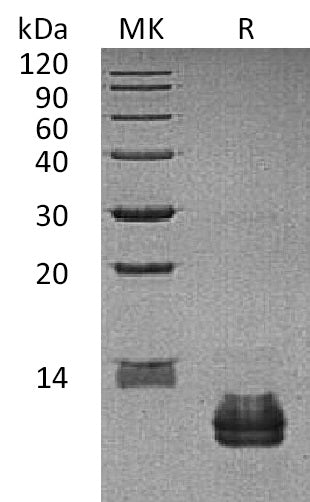 BL-1790NP: Greater than 95% as determined by reducing SDS-PAGE. (QC verified)