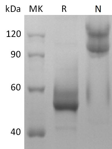 BL-2570NP: Greater than 95% as determined by reducing SDS-PAGE. (QC verified)