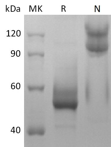 BL-2570NP: Greater than 95% as determined by reducing SDS-PAGE. (QC verified)Recombinant Mouse BAFF Protein (N-mFc)