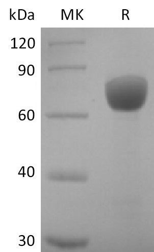 BL-2761NP: Greater than 95% as determined by reducing SDS-PAGE. (QC verified)Recombinant Human SLAMF7 Protein (C-mFc)