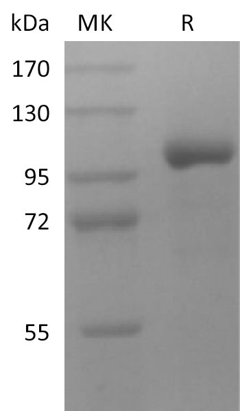 BL-2633NP: Greater than 95% as determined by reducing SDS-PAGE. (QC verified)Recombinant Human LRRC32 Protein (C-Fc)