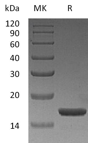 BL-1746NP: Greater than 95% as determined by reducing SDS-PAGE. (QC verified)