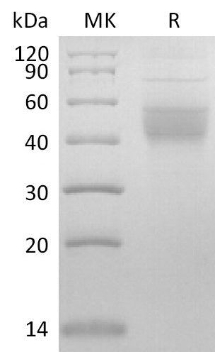 BL-2604NP: Greater than 90% as determined by reducing SDS-PAGE. (QC verified)