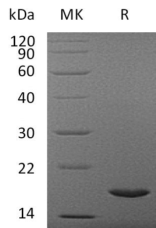 BL-1759NP: Greater than 95% as determined by reducing SDS-PAGE. (QC verified)