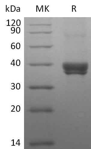BL-2739NP: Greater than 95% as determined by reducing SDS-PAGE. (QC verified)