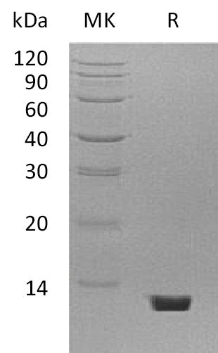 BL-1792NP: Greater than 95% as determined by reducing SDS-PAGE. (QC verified)
