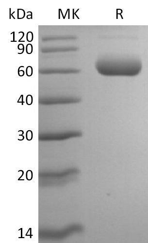 BL-2602NP: Greater than 95% as determined by reducing SDS-PAGE. (QC verified)