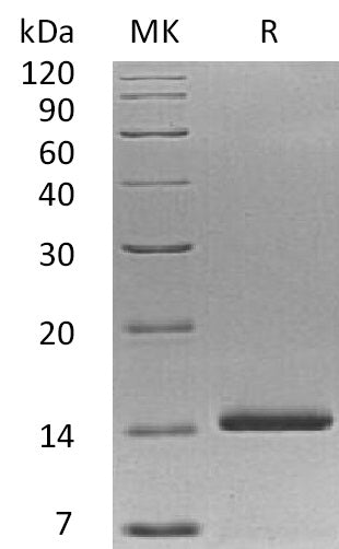 BL-1758NP: Greater than 95% as determined by reducing SDS-PAGE. (QC verified)