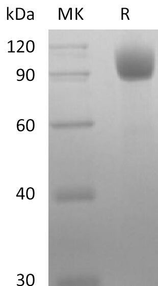 BL-2724NP: Greater than 95% as determined by reducing SDS-PAGE. (QC verified)Recombinant Mouse ACE-2 Protein (C-10His)