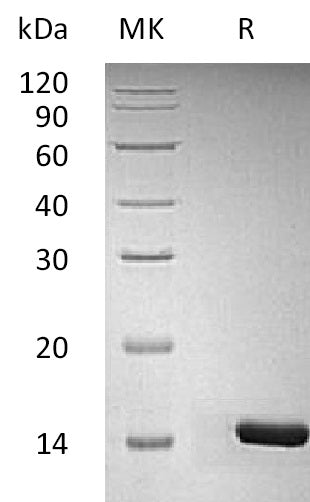 BL-2871NP: Greater than 95% as determined by reducing SDS-PAGE. (QC verified)Recombinant Human/Murine/Rat BDNF Protein
