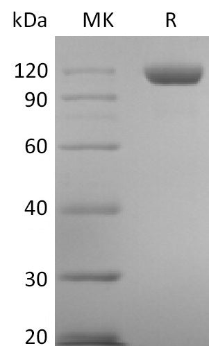 BL-2612NP: Greater than 95% as determined by reducing SDS-PAGE. (QC verified)Recombinant Human Tie-2 Protein (C-6His)