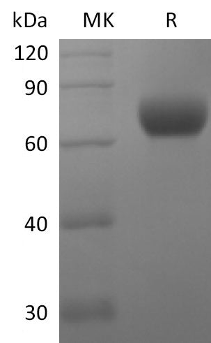 BL-2762NP: Greater than 95% as determined by reducing SDS-PAGE. (QC verified)