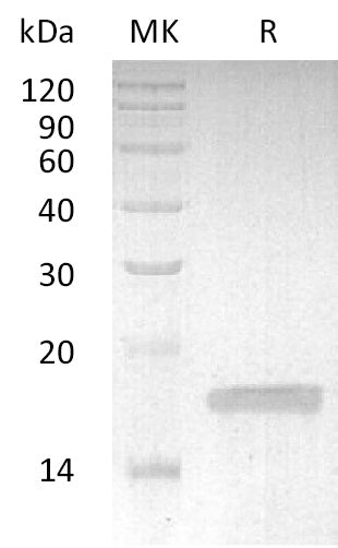 BL-1693NP: Greater than 95% as determined by reducing SDS-PAGE. (QC verified)Recombinant Rabbit TNF alpha Protein