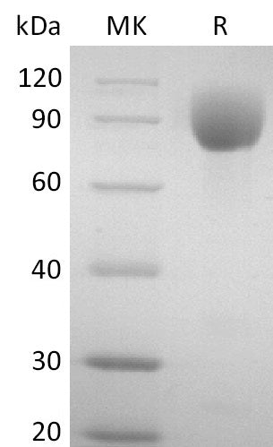 BL-2767NP: Greater than 95% as determined by reducing SDS-PAGE. (QC verified)Recombinant Mouse PVR Protein (C-mIgG2AFc)